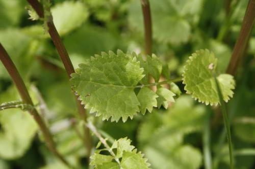 Packera aurea, Golden Groundsel