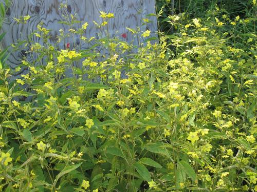 Lysimachia ciliata, Fringed Loosestrife