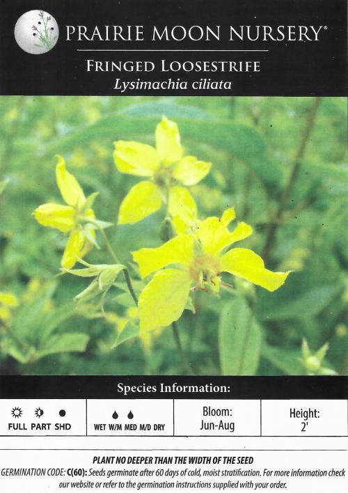 Lysimachia ciliata, Fringed Loosestrife