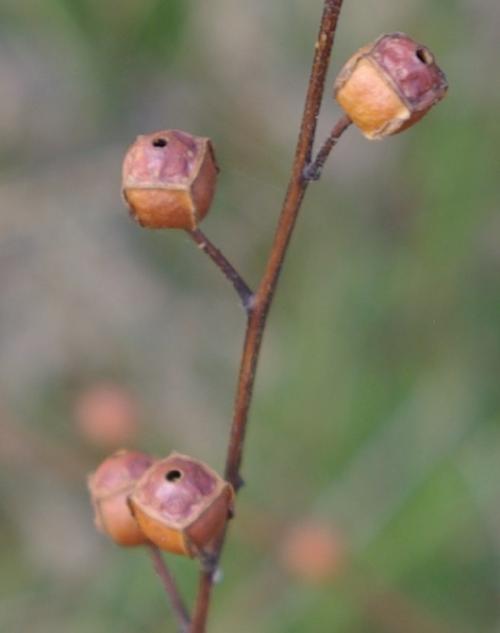 Ludwigia alternifolia, Seedbox 