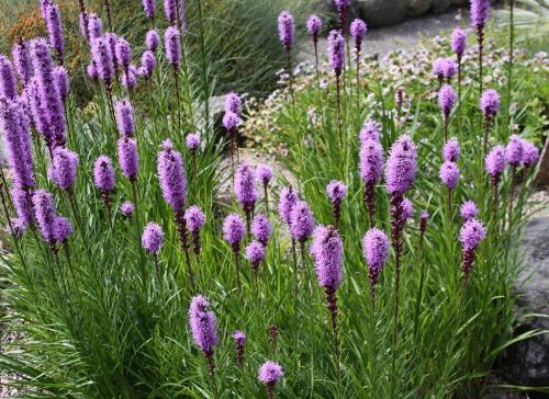 Liatris spicata, Dense Blazing Star 