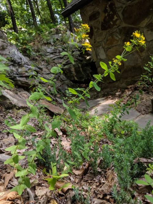 Hypericum punctatum, Spotted St. John's-wort