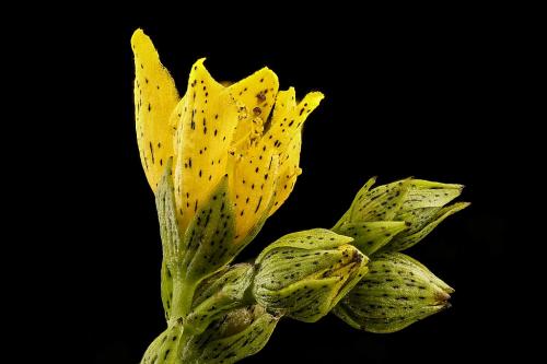 Hypericum punctatum, Spotted St. John's-wort