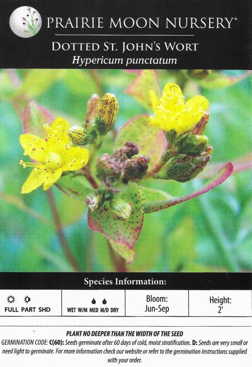 Hypericum punctatum, Spotted St. John's-wort
