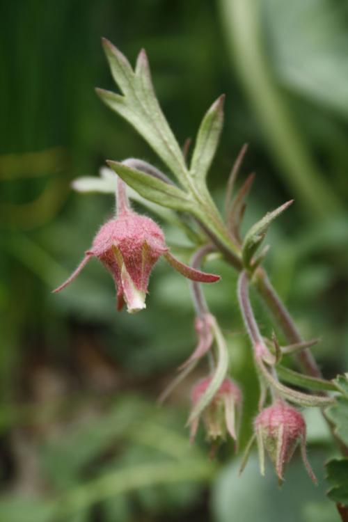 Geum triflorum, Prairie Smoke