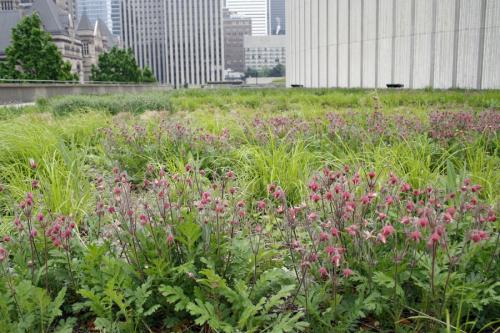 Geum triflorum, Prairie Smoke
