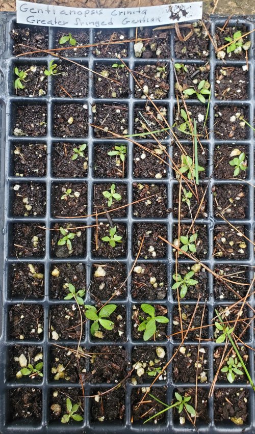 Gentianopsis crinita, Greater Fringed Gentian