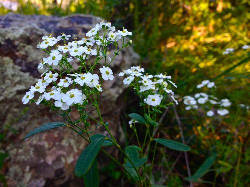 Euphorbia corollata, Flowering Spurge