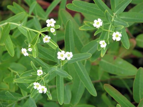 Euphorbia corollata, Flowering Spurge