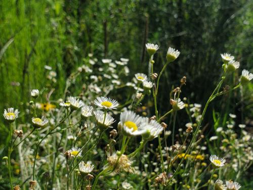 Erigeron strigosus, Daisy Fleabane
