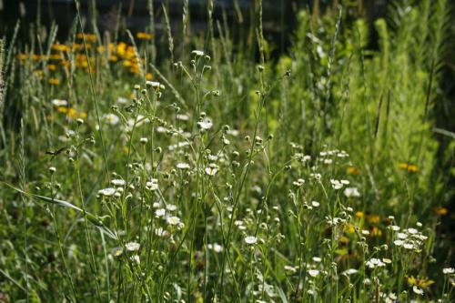 Erigeron strigosus, Daisy Fleabane