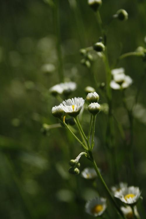 Erigeron strigosus, Daisy Fleabane
