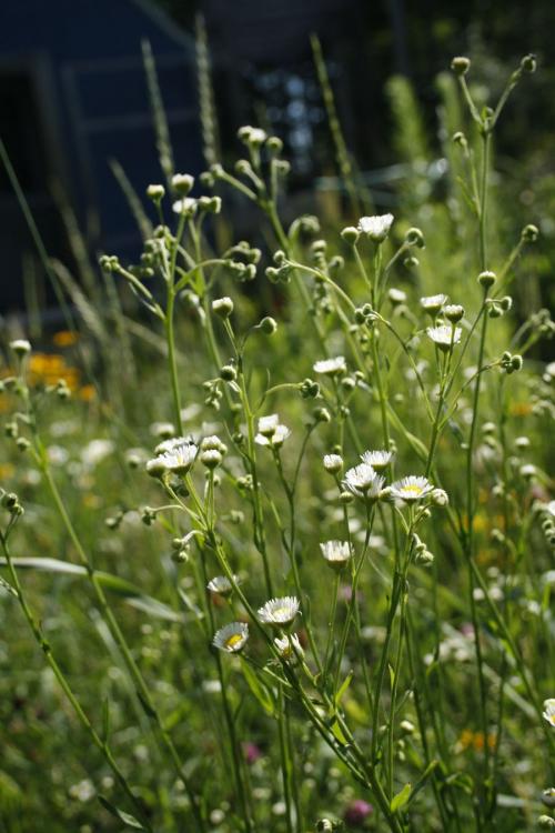 Erigeron strigosus, Daisy Fleabane