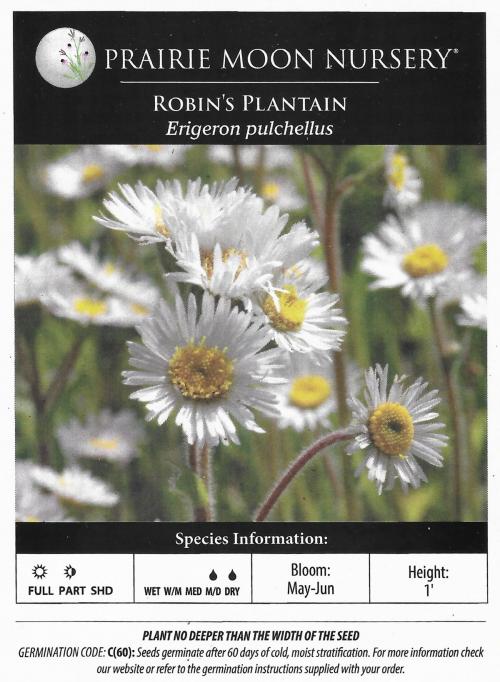 Erigeron pulchellus, Robin's Plantain