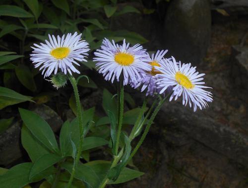 Erigeron pulchellus, Robin's Plantain