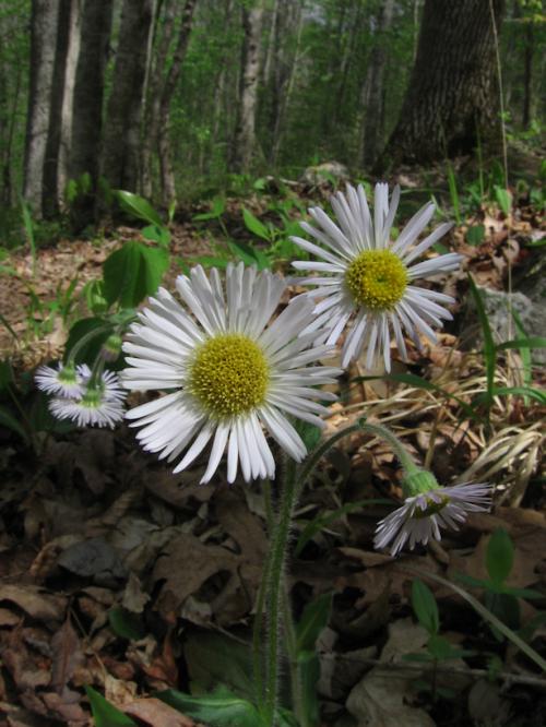Erigeron pulchellus, Robin's Plantain