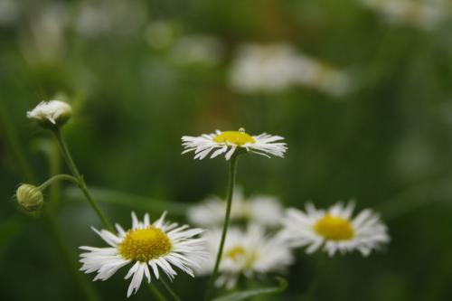 Erigeron annuus, Annual Fleabane