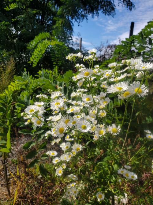 Erigeron annuus, Annual Fleabane