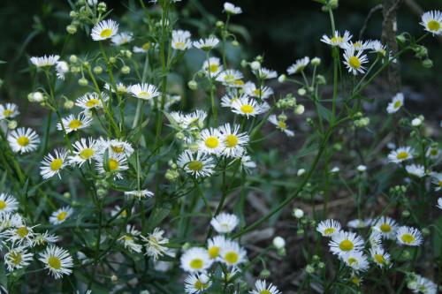 Erigeron annuus, Annual Fleabane