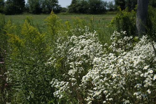 Erigeron annuus, Annual Fleabane