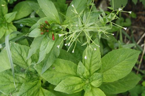 Epilobium ciliatum, Northern Willowherb