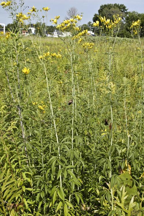 Coreopsis tripteris, Tall Tickseed 