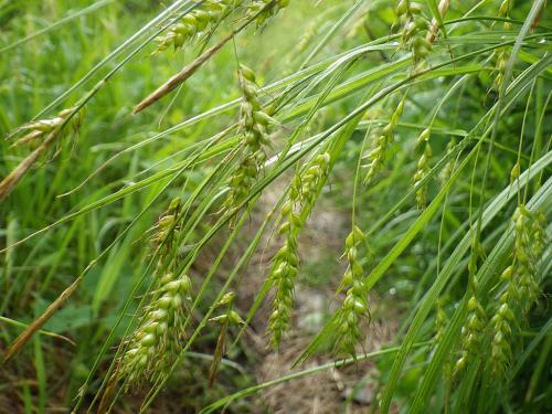 Carex sprengelii, Long-beaked Sedge 