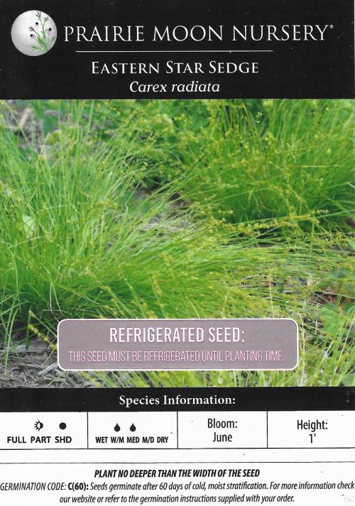 Carex radiata, Eastern Star Sedge 