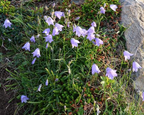 Campanula rotundifolia, Bluebell of Scotland