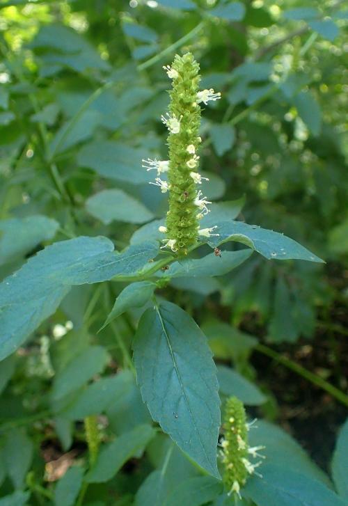 Agastache nepetoides, Yellow Giant Hyssop