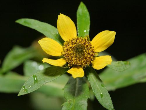 Bidens cernua, Nodding Beggarticks