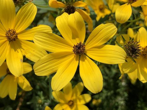 ~ Bidens aristosa, Bearded Beggarticks
