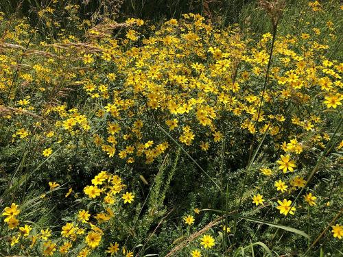 ~ Bidens aristosa, Bearded Beggarticks