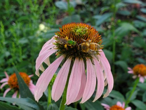 ~ Echinacea purpurea, Eastern Purple Coneflower 