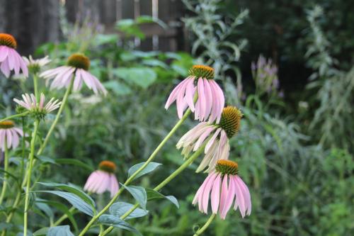 ~ Echinacea purpurea, Eastern Purple Coneflower 