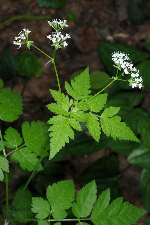 Osmorhiza longistylis, Aniseroot 