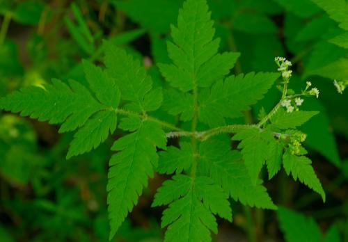 Osmorhiza claytonii, Sweet Cicely