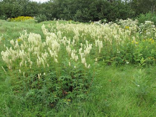  ~ Sanguisorba canadensis, Canada Burnet