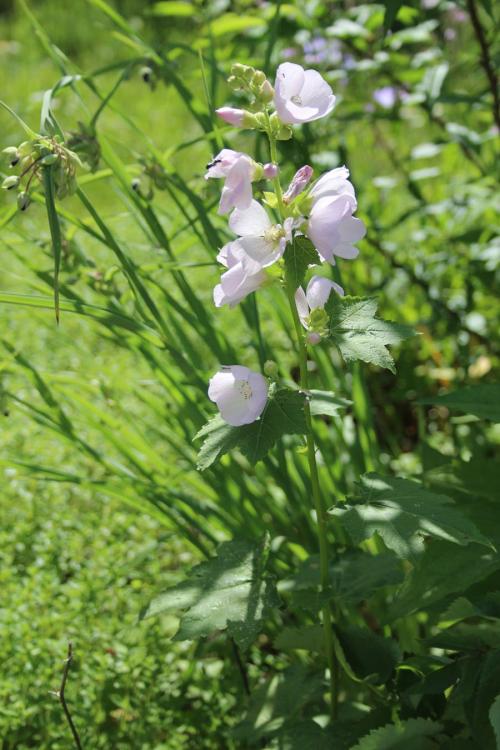 ~ Iliamna remota, Kankakee Mallow