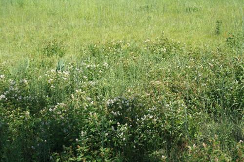 Ceanothus americanus, New Jersey Tea