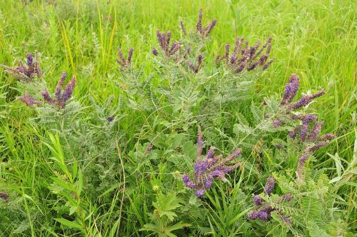 Amorpha canescens, Downy False Indigo  