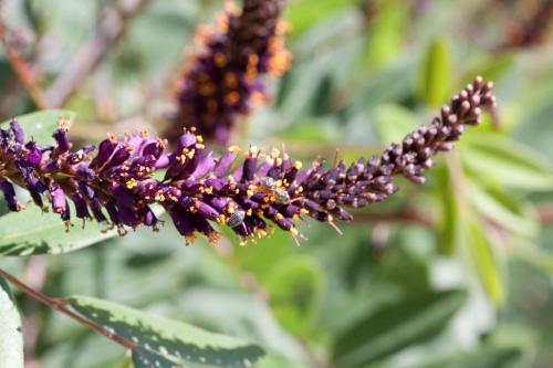 Amorpha canescens, Downy False Indigo  