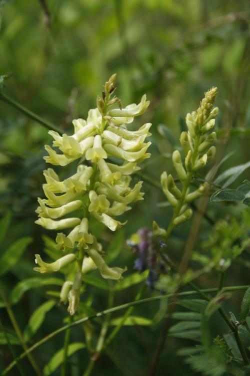 Astragalus canadensis, Canada Milk Vetch