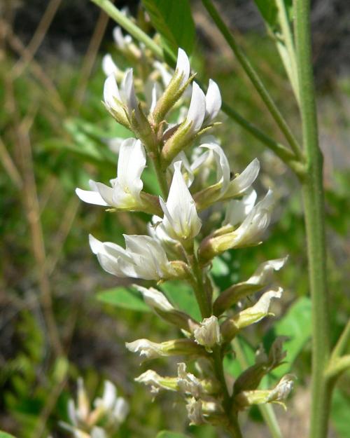 Glycyrrhiza lepidota, Wild Licorice