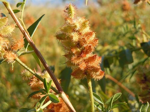 Glycyrrhiza lepidota, Wild Licorice
