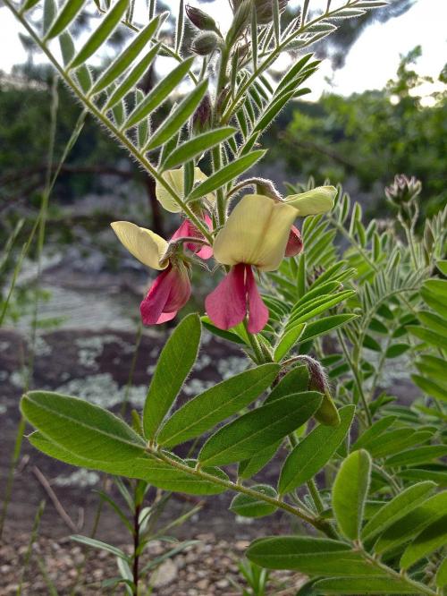 Tephrosia virginiana, Virginia Goat's Rue 