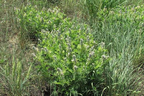 Tephrosia virginiana, Virginia Goat's Rue 
