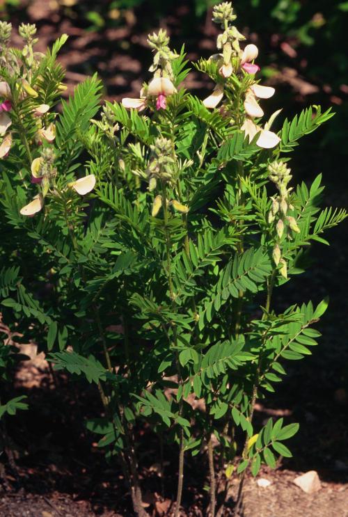 Tephrosia virginiana, Virginia Goat's Rue 