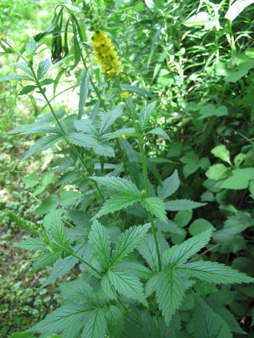 Agrimonia gryposepala, Tall Hairy Agrimony