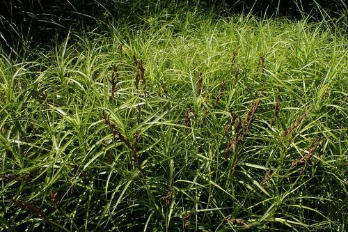 Carex muskingumensis, Palm Sedge 